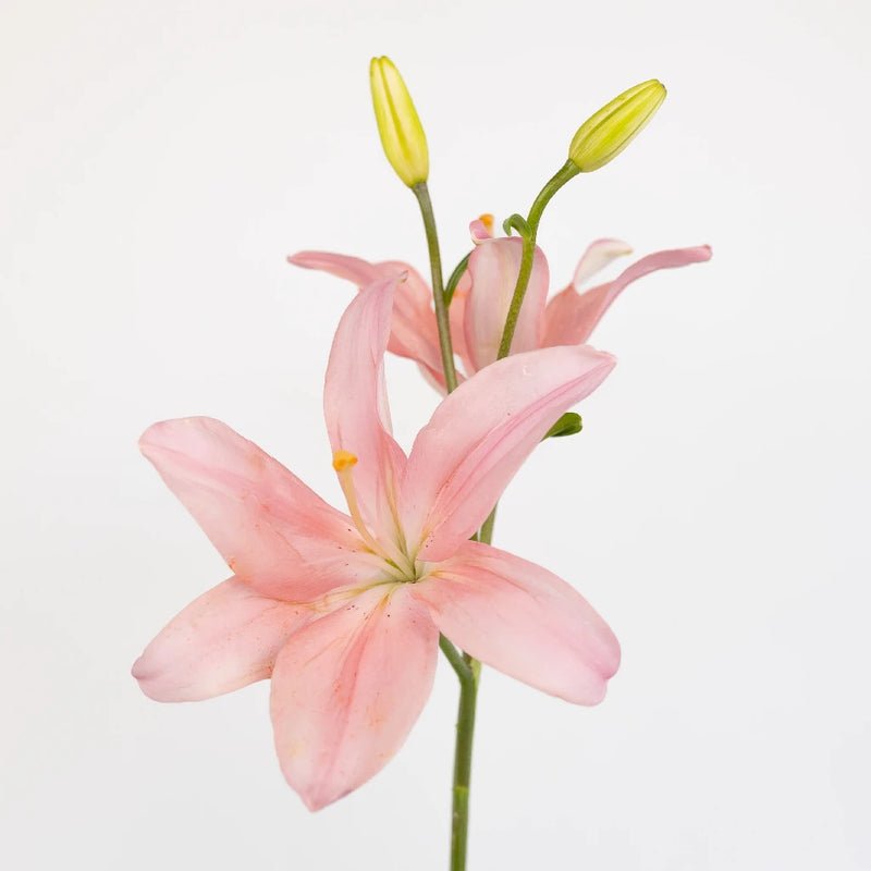 Lily - Light Pink Asiatic (10 Stems) - Laflora.ae