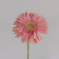 Gerbera - Light Pink (5 Stems) - Laflora.ae