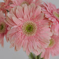 Gerbera - Light Pink (5 Stems) - Laflora.ae