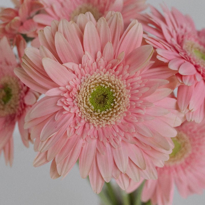 Gerbera - Light Pink (5 Stems) - Laflora.ae