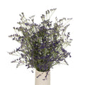 Limonium - Purple (10 Stems) - Laflora.ae