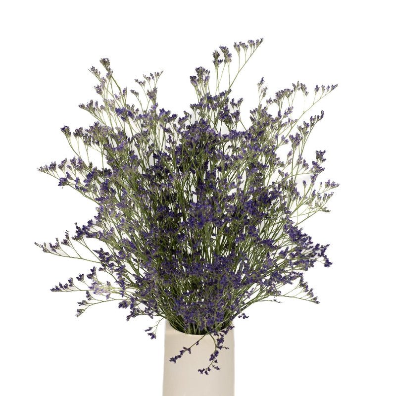 Limonium - Purple (10 Stems) - Laflora.ae