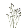 Limonium - Purple (10 Stems) - Laflora.ae