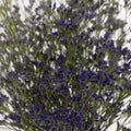 Limonium - Purple (10 Stems) - Laflora.ae