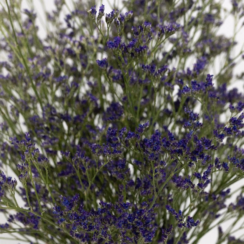 Limonium - Purple (10 Stems) - Laflora.ae