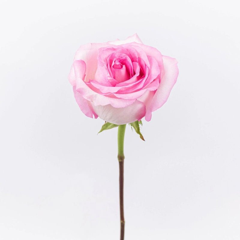 Rose - Mandala Pink (20 Stems) - Laflora.ae