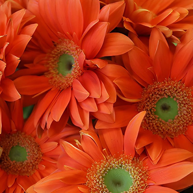 Gerbera - Pumpkin Orange (5 Stems) - Laflora.ae