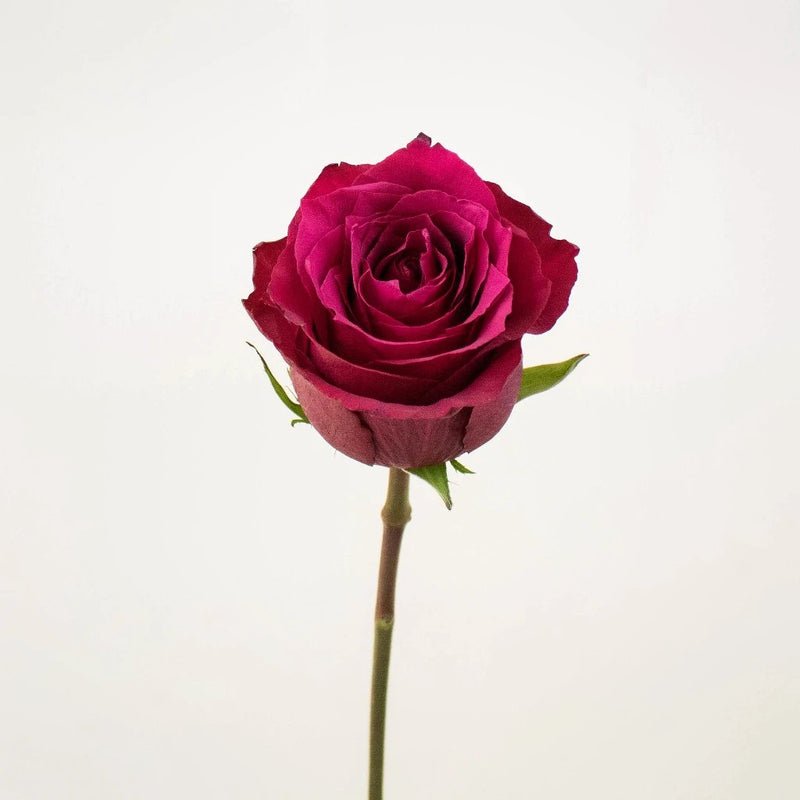 Rose - Deep Pink (20 Stems) - Laflora.ae