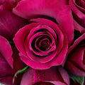 Rose - Deep Pink (20 Stems) - Laflora.ae
