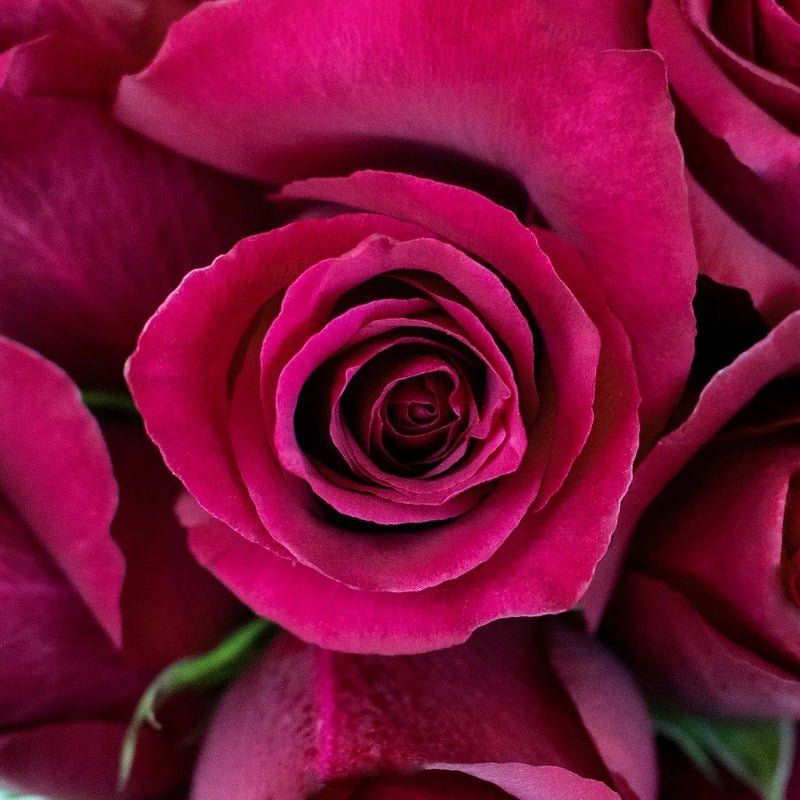 Rose - Deep Pink (20 Stems) - Laflora.ae