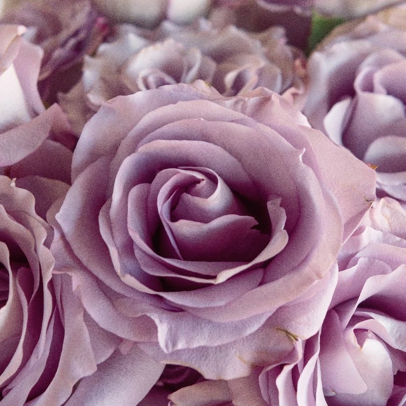 Rose - Lilac Amnesia (25 Stems) - Laflora.ae