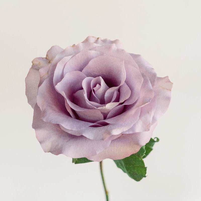 Rose - Lilac Amnesia (25 Stems) - Laflora.ae