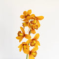 Cymbidium Orchid - Amber Orange Mini (1 Stem) - Laflora.ae