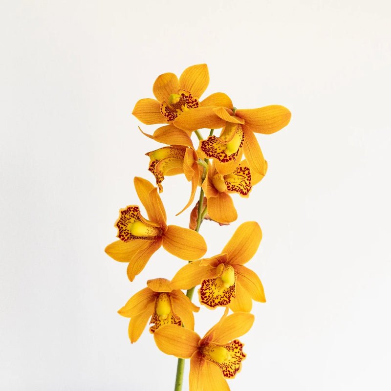Cymbidium Orchid - Amber Orange Mini (1 Stem) - Laflora.ae