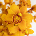 Cymbidium Orchid - Amber Orange Mini (1 Stem) - Laflora.ae