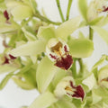 Cymbidium Orchids - Green Mini (1 Stem) - Laflora.ae