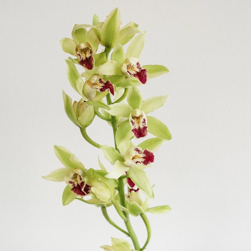 Cymbidium Orchids - Green Mini (1 Stem) - Laflora.ae