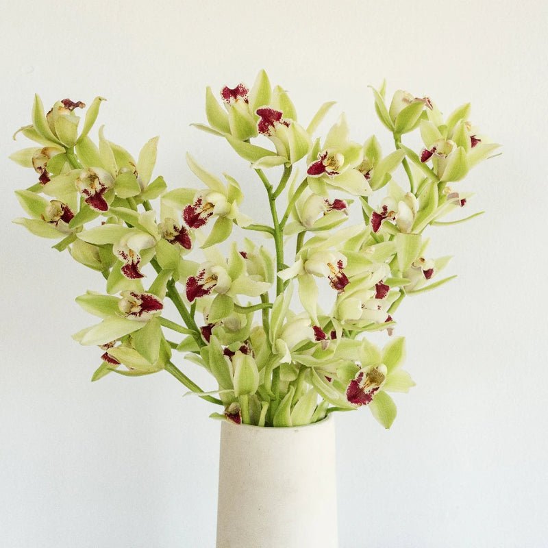 Cymbidium Orchids - Green Mini (1 Stem) - Laflora.ae
