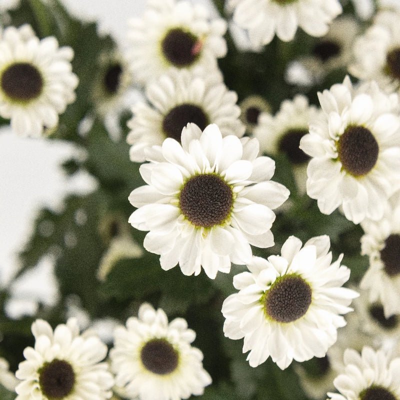 Chrysanthemum - Mini Tuxedo Santini (14 Stems) - Laflora.ae