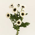 Chrysanthemum - Mini Tuxedo Santini (14 Stems) - Laflora.ae