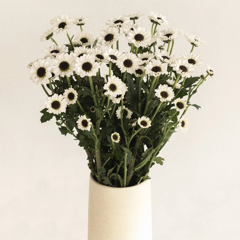 Chrysanthemum - Mini Tuxedo Santini (14 Stems) - Laflora.ae