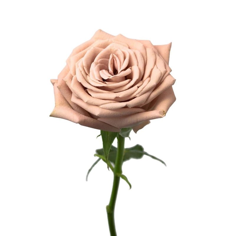 Rose - Mocca (20 Stems) - Laflora.ae
