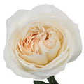 Garden Rose - White Cloud - Laflora.ae