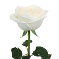 Garden Rose - White Cloud - Laflora.ae