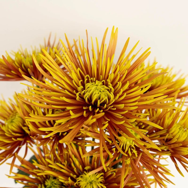 Chrysanthemum - Saffina (14 Stems) - Laflora.ae