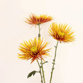 Chrysanthemum - Saffina (14 Stems) - Laflora.ae
