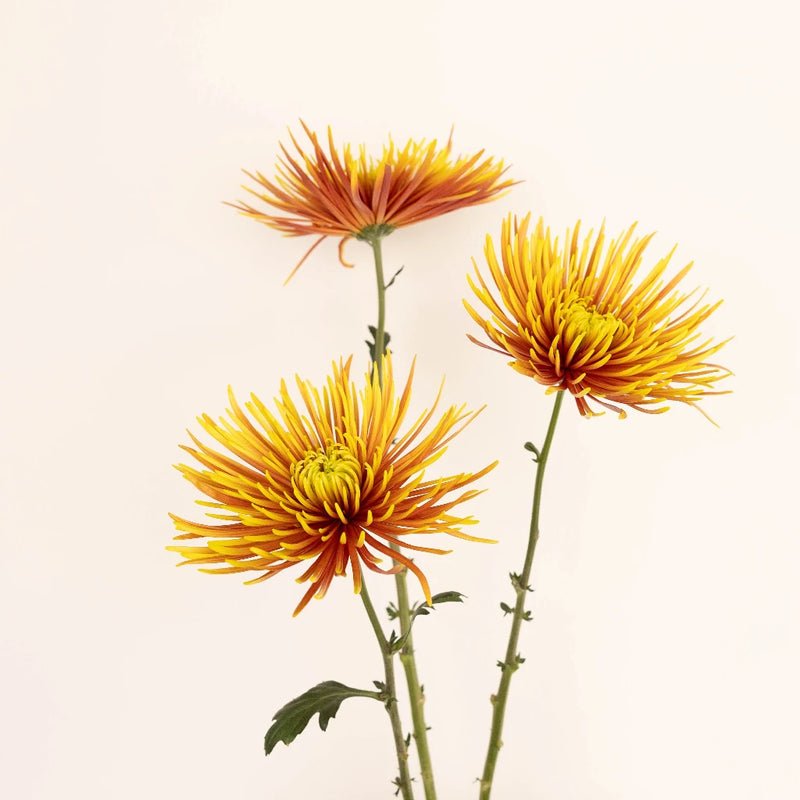 Chrysanthemum - Saffina (14 Stems) - Laflora.ae