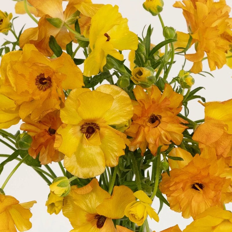 Ranunculus - Orange Butterfly (10 Stems) - Laflora.ae