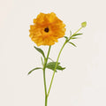 Ranunculus - Orange Butterfly (10 Stems) - Laflora.ae