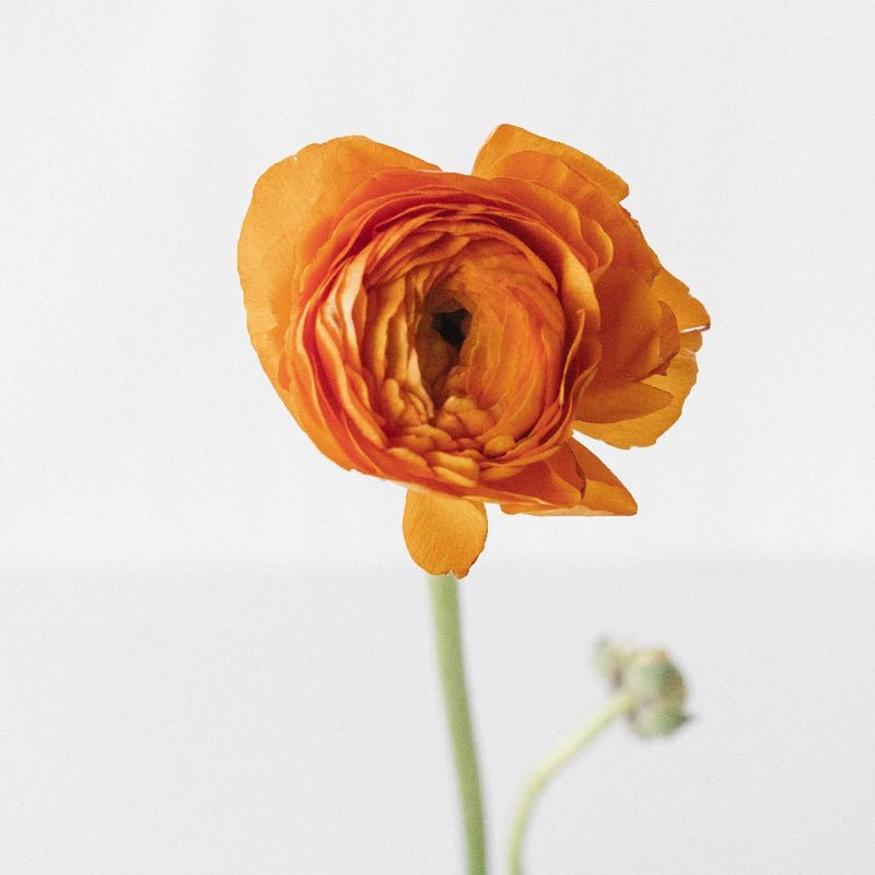 Ranunculus - Orange (10 Stems) - Laflora.ae