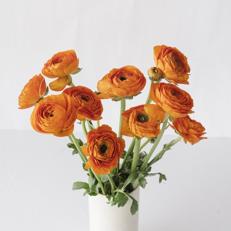 Ranunculus - Orange (10 Stems) - Laflora.ae