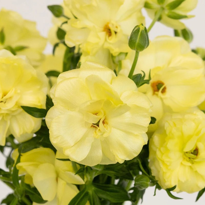 Ranunculus - Pale Yellow Butterfly (10 Stems) - Laflora.ae