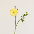 Ranunculus - Pale Yellow Butterfly (10 Stems) - Laflora.ae