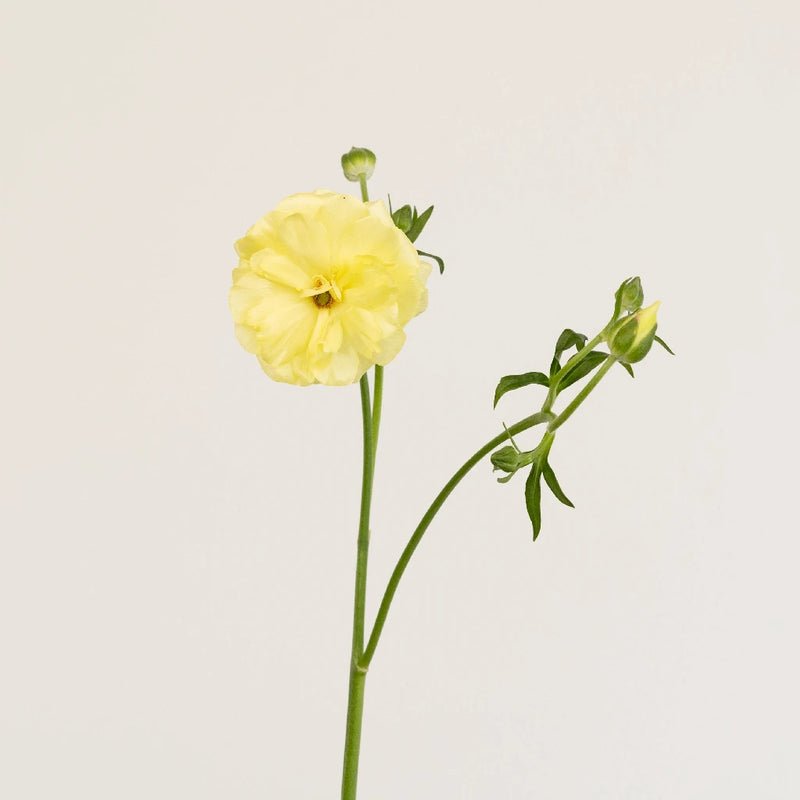 Ranunculus - Pale Yellow Butterfly (10 Stems) - Laflora.ae