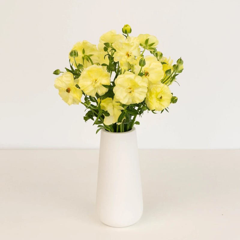Ranunculus - Pale Yellow Butterfly (10 Stems) - Laflora.ae
