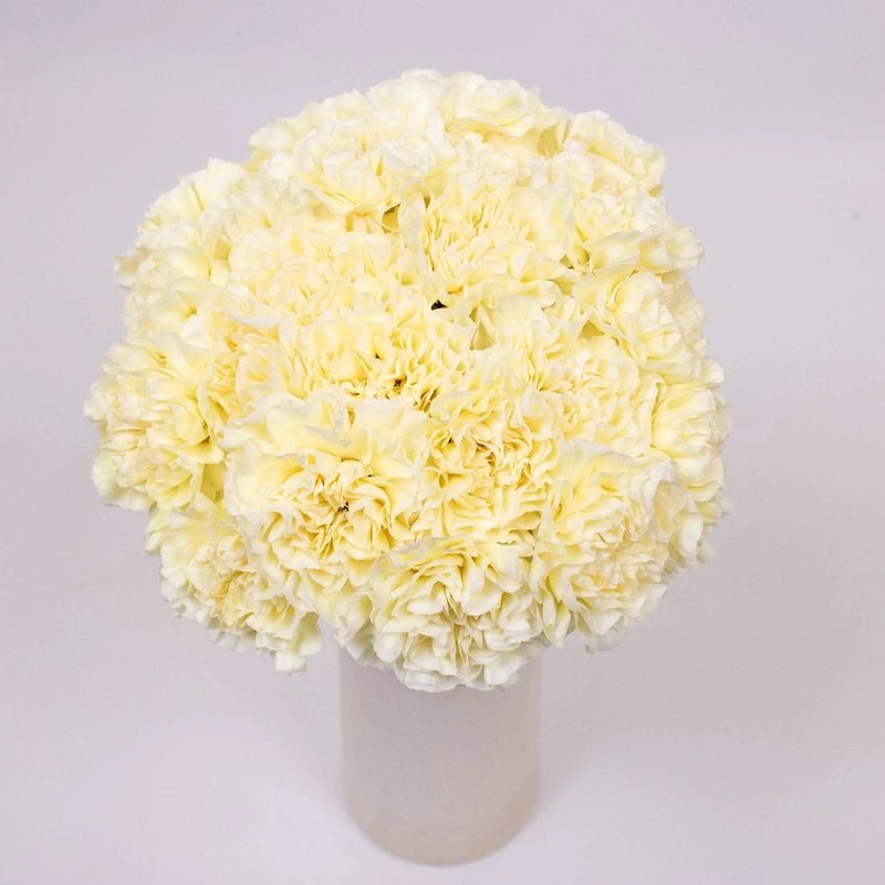 Carnation - Butter Yellow (20 Stems) - Laflora.ae