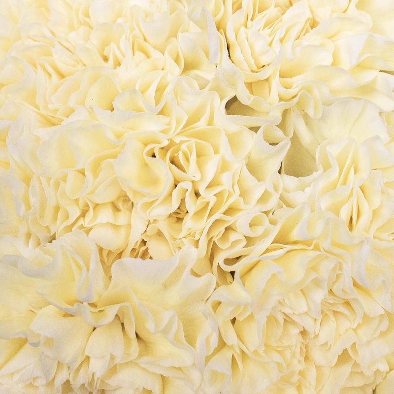 Carnation - Butter Yellow (20 Stems) - Laflora.ae