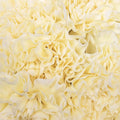 Carnation - Butter Yellow (20 Stems) - Laflora.ae