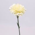 Carnation - Butter Yellow (20 Stems) - Laflora.ae