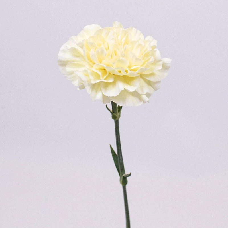 Carnation - Butter Yellow (20 Stems) - Laflora.ae