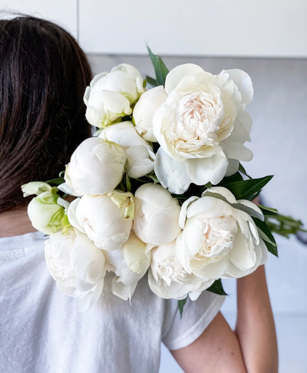 White Peonies - Laflora.ae