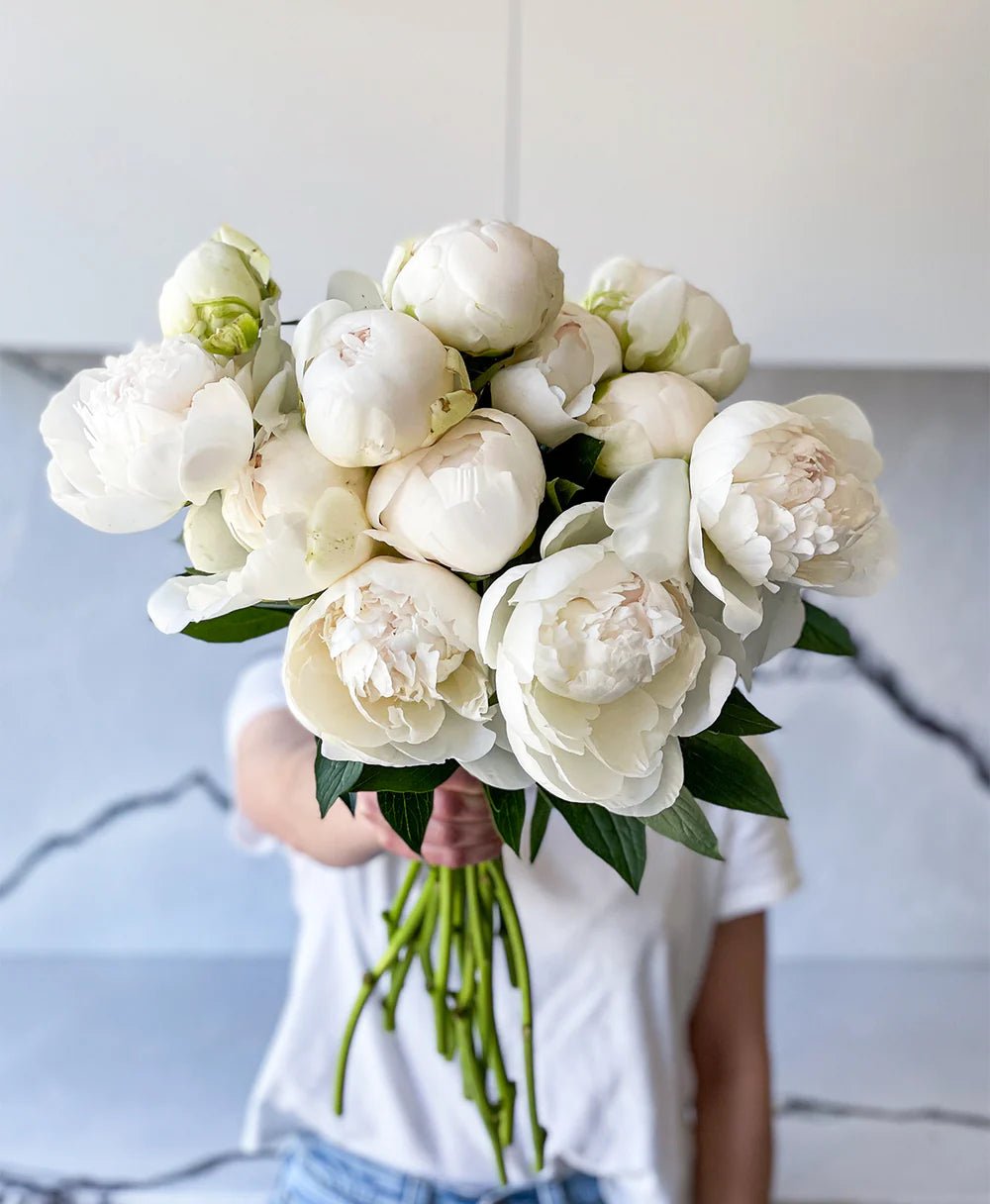 White Peonies - Laflora.ae