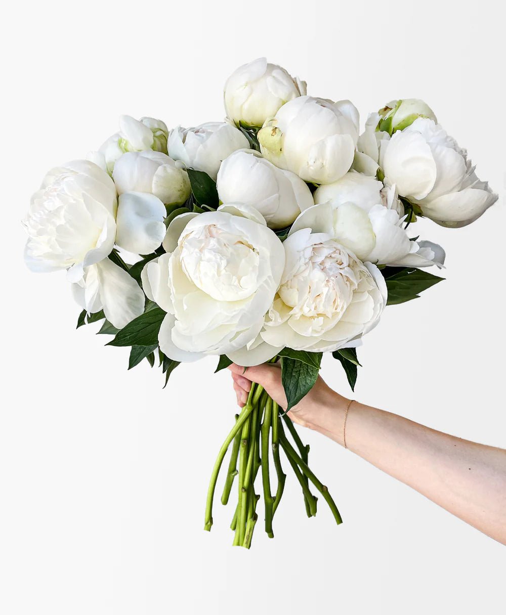 White Peonies - Laflora.ae