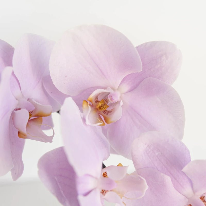 Phalaenopsis - Lavender Blush Bicolor Orchid (1 Stem) - Laflora.ae