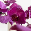 Phalaenopsis - Dark Purple (1 Stem) - Laflora.ae