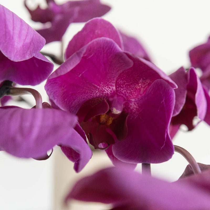 Phalaenopsis - Dark Purple (1 Stem) - Laflora.ae